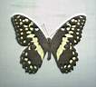 Papilio_Demodocus.jpg
