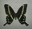 Papilio_Lormieri.jpg