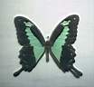 Papilio_Porcas.jpg