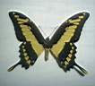 Papilio_Thomas.jpg